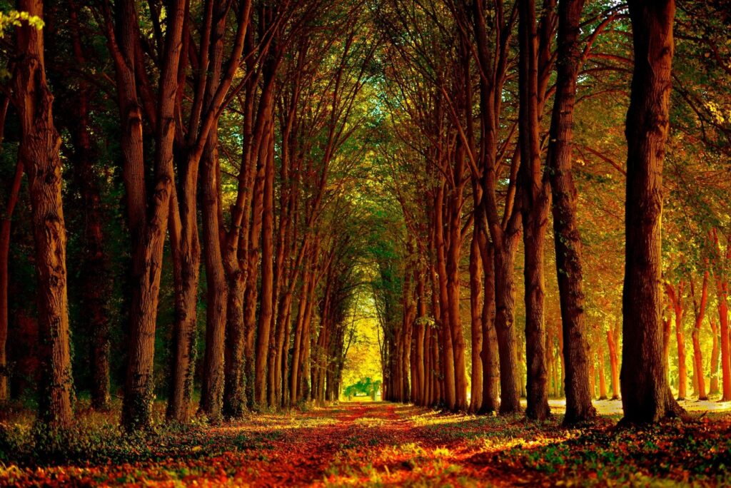 Autum foliage lined trees